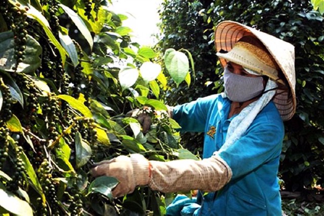 Gần 20 tỉnh của Việt Nam trồng “vàng đen” triệu USD khiến Trung Quốc thích mê, hơn 100 nước đặt hàng- Ảnh 4.