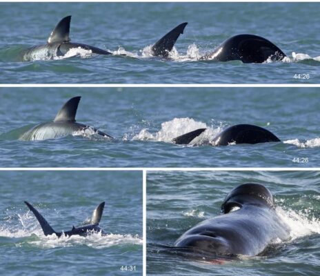 Cá voi sát thủ giết chết cá mập trắng lớn trong vòng chưa đầy 2 phút bằng cách xé xác, moi gan- Ảnh 1.
