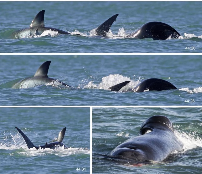 Cá voi sát thủ giết chết cá mập trắng lớn trong vòng chưa đầy 2 phút bằng cách xé xác, moi gan- Ảnh 1.