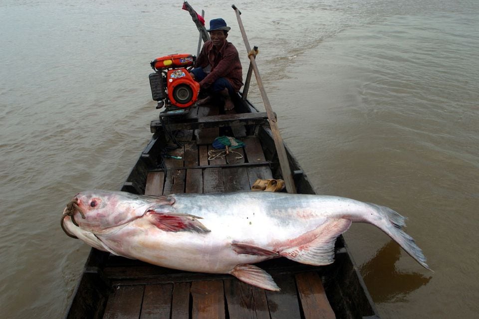 1/5 loài cá ở sông Mê Kông có nguy cơ tuyệt chủng- Ảnh 1.