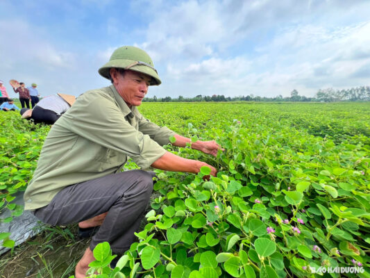 Trồng cây vảy rồng, nông dân thu lợi gấp 3 lần trồng lúa- Ảnh 1.