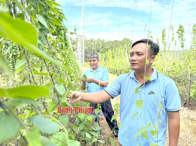 Trồng loại lá "không bao giờ ế", cứ ra vườn hái là có tiền, nông dân kiếm 2 tỷ/năm- Ảnh 1.